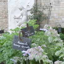 Atelier grainothèque de simples