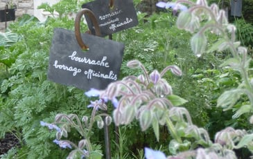 Atelier grainothèque de simples