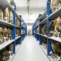 Visite guidée : rencontre avec une restauratrice de taxidermies