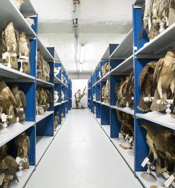 Visite guidée : rencontre avec une restauratrice de taxidermies