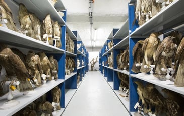 Visite guidée : rencontre avec une restauratrice de taxidermies