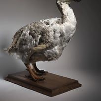 Visite guidée : oiseaux en danger !