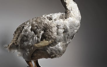 Visite guidée : oiseaux en danger !