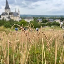 Atelier : couronne des moissons