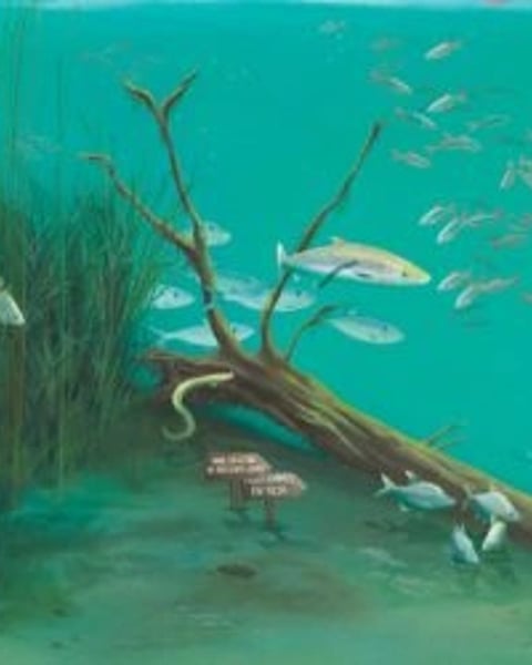 Exposition : Dans la Seine… Des poissons ?