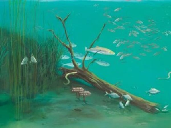 Exposition : Dans la Seine… Des poissons ?