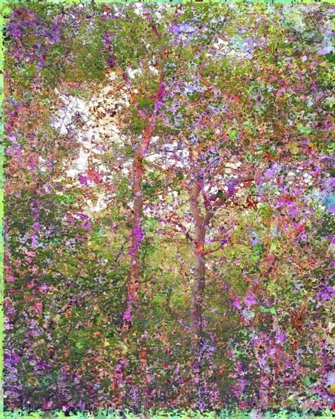 "A fleur de forêt" de Jacques Perconte