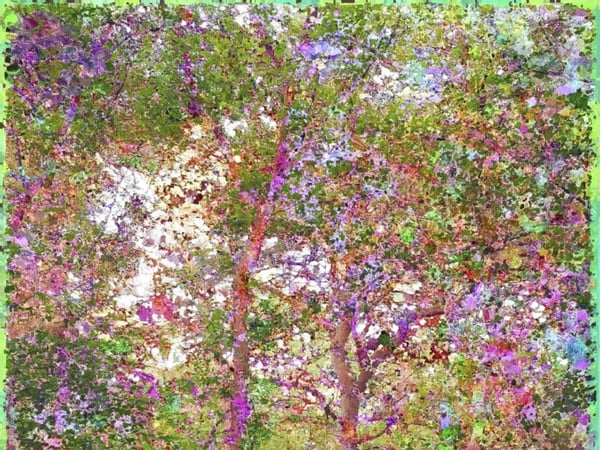 "A fleur de forêt" de Jacques Perconte