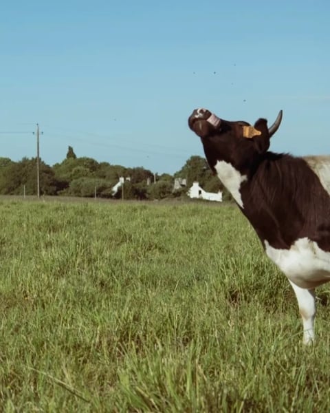 Mon père avait 3 vaches