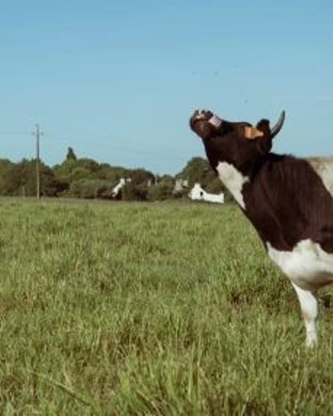 Mon père avait 3 vaches